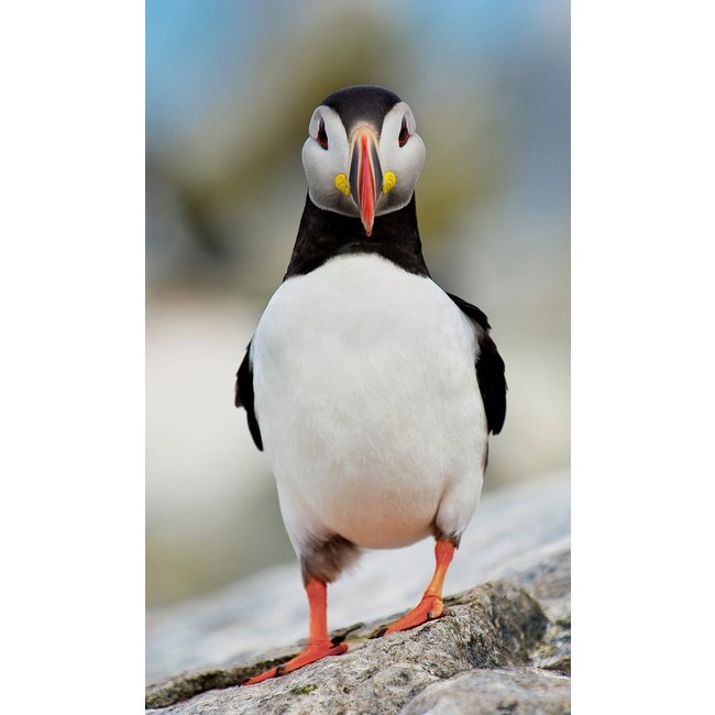 Wandkraft Bright Wings 023