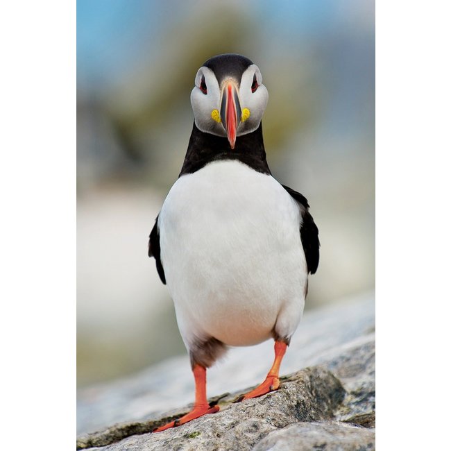 Wandkraft Bright Wings 023