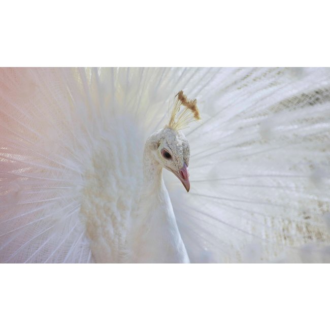 Wandkraft Bright Wings 031