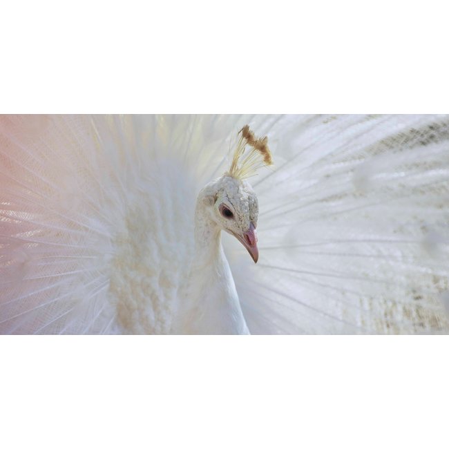 Wandkraft Bright Wings 031