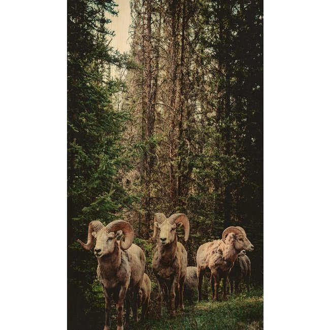 Wandkraft European Wildlife 003