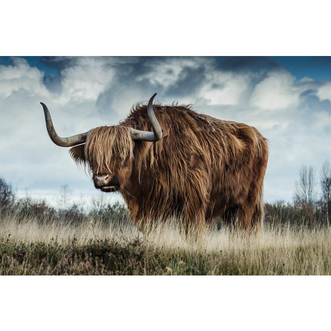 Wandkraft European Wildlife 009