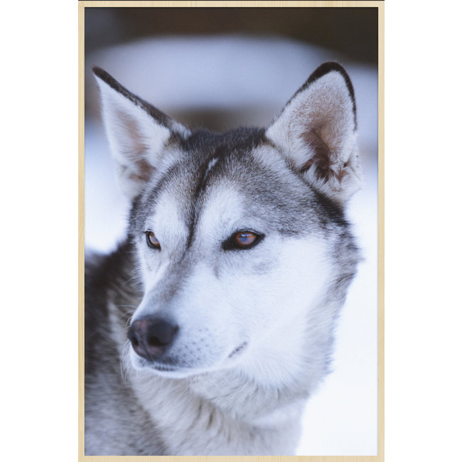 Wandkraft European Wildlife 012