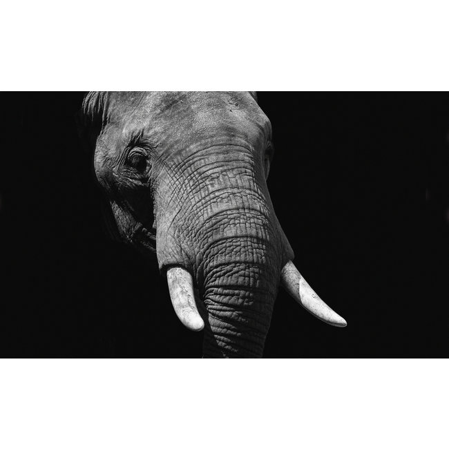 Wandkraft Faces 023 - Faces 74 x 74 cm