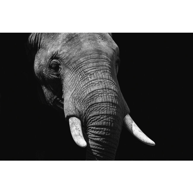 Wandkraft Faces 023 - Faces 74 x 74 cm