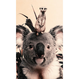 Wandkraft Koala and Meerkat