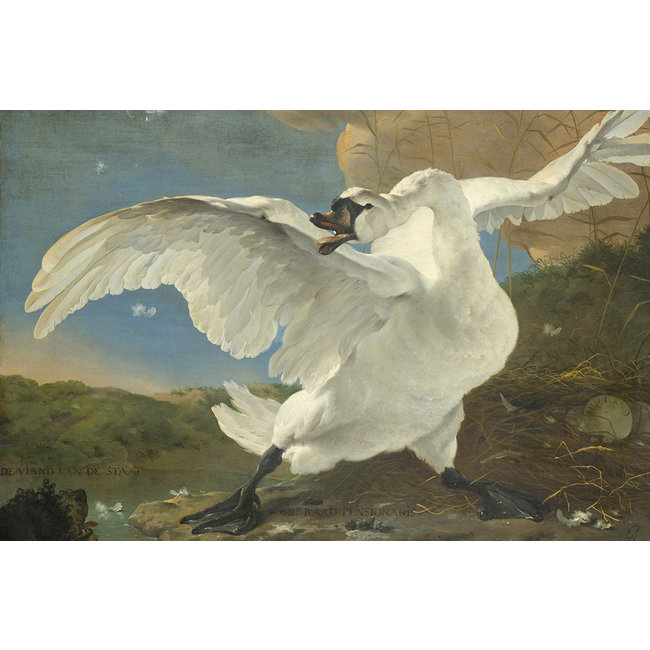 Wandkraft The Threatened Swan by Jan Asselijn