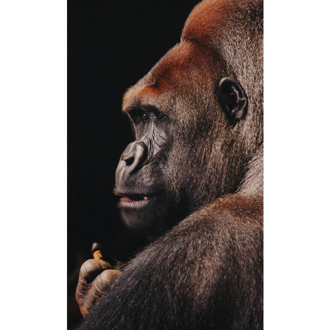 Wandkraft Wildlife 002