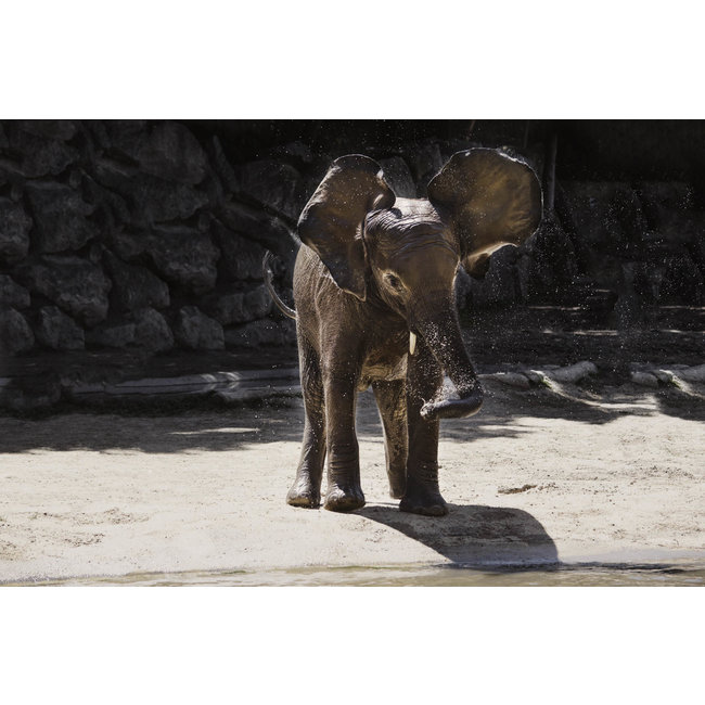 Wandkraft Wildlife 005