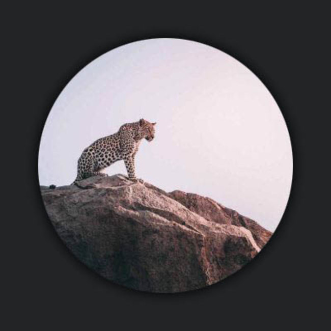 Wandkraft Wildlife 013 rond