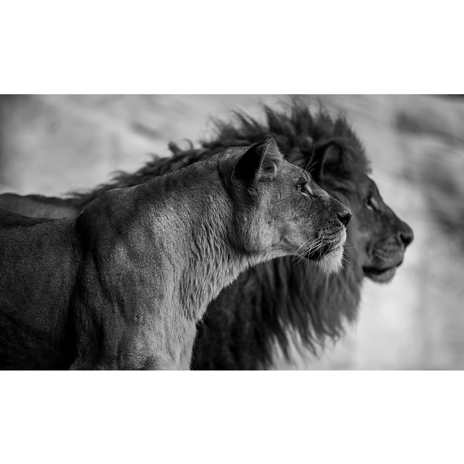 Wandkraft Wildlife 019