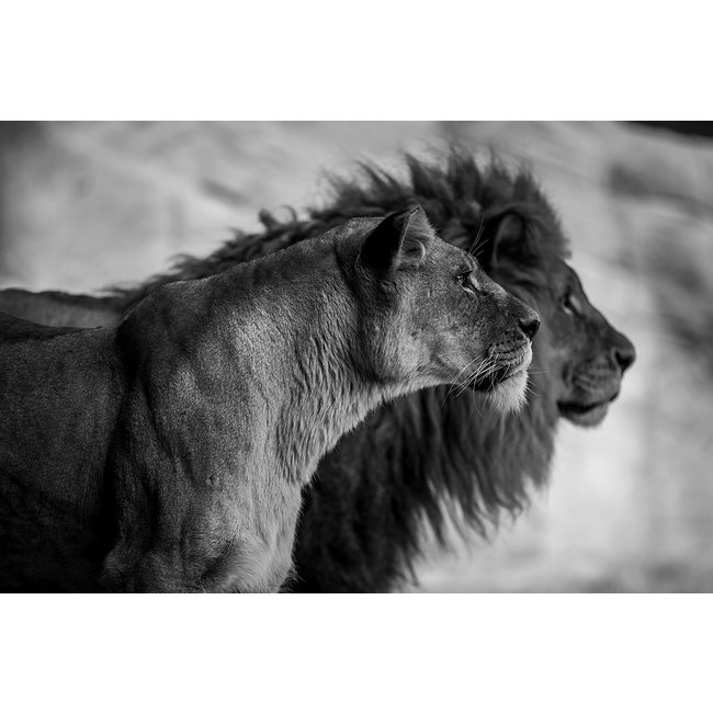 Wandkraft Wildlife 019