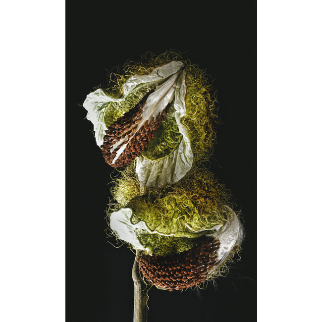 Wandkraft Wonderful Life 005