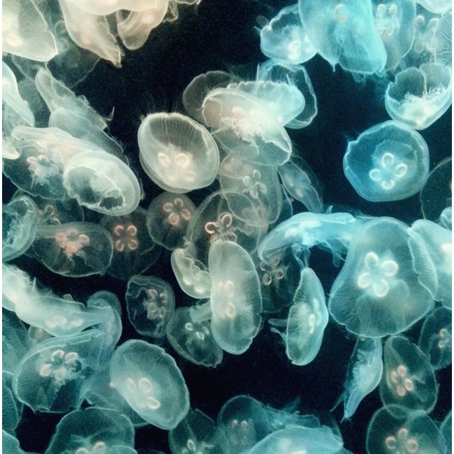 Wandkraft Wonderful Life 015