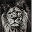 Countryfield Schilderij leeuw Sarabi S zwart