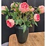 Light en Living Vaas 19x19x28 cm FLAMENGO donker  groen
