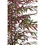 Light en Living Ornament in pot 70x60x150 cm BAMBOO naturel+groen/rood