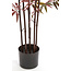 Light en Living Ornament in pot 70x60x150 cm BAMBOO naturel+groen/rood