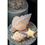 PTMD Tafellamp Graeme Wit Zeester sea star shaped LED lamp S