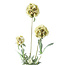 PTMD Kunsttak Groen Scabiosa