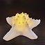 PTMD Tafellamp Graeme Wit Zeester sea star shaped LED lamp S