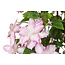Countryfield Kunstplant Clematis XL roze 94 cm hoog