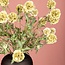 PTMD Kunsttak Groen Scabiosa