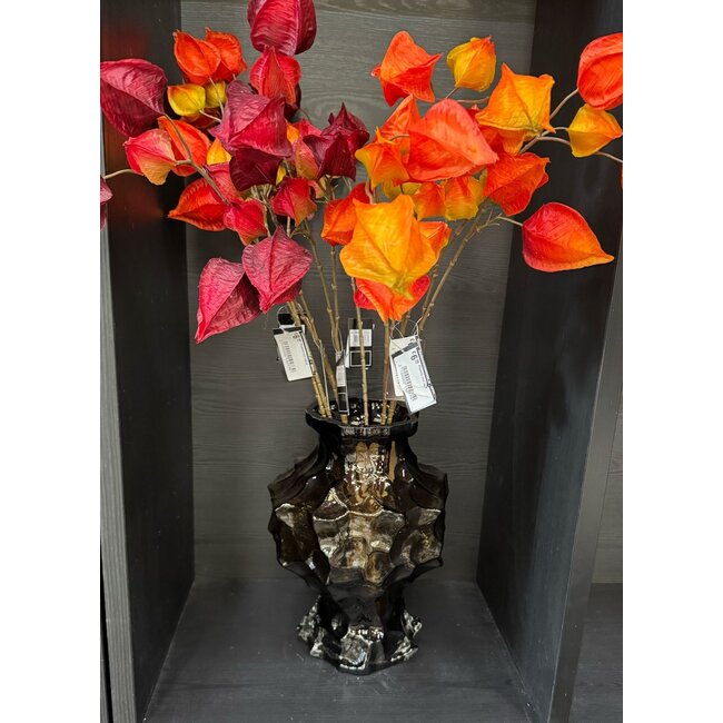 ISAA Vaas Rioja - Bruin