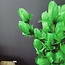Light en Living Ornament 6 bloemen 90 cm TULIP groen