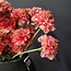 Pure Kunsttak Duifkruid 66 cm roze