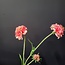 Pure Kunsttak Duifkruid 66 cm roze