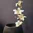 Countryfield Kunsttak Bauhinia Creme