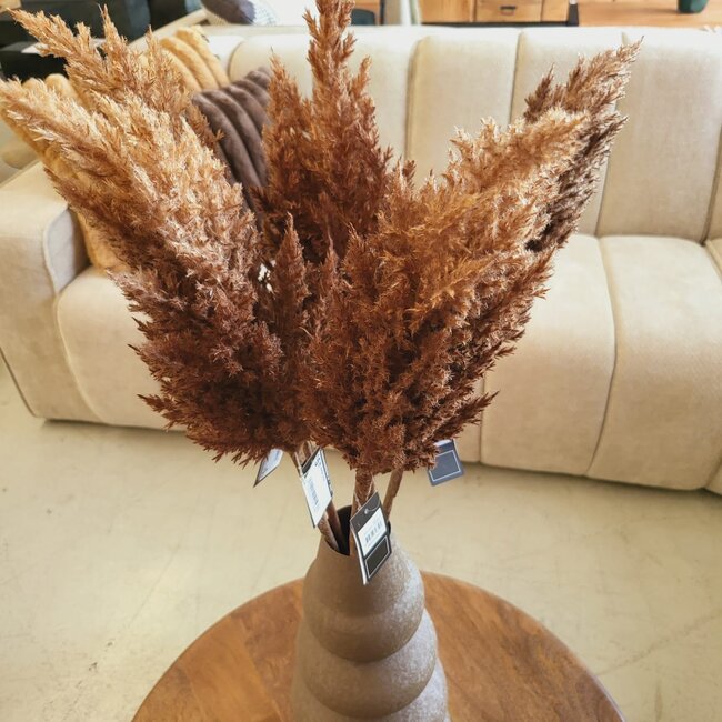 Countryfield Astilbe bruin