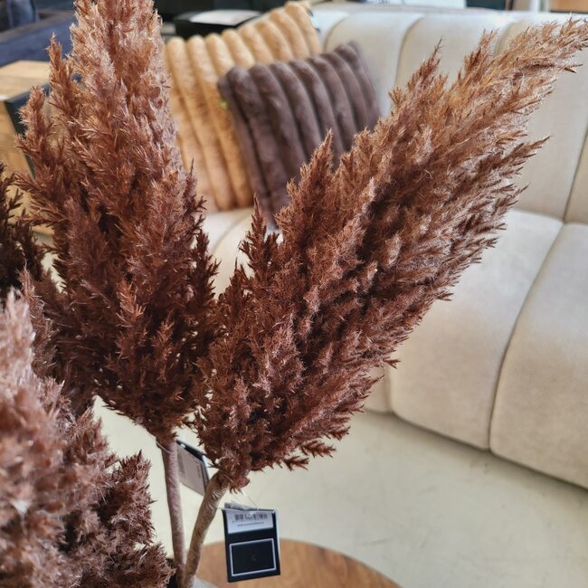 Countryfield Astilbe bruin