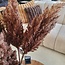Countryfield Astilbe bruin