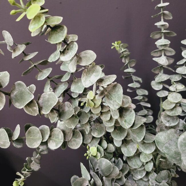 Countryfield Eucalyptus groen 1