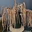 PTMD Kunsttak Twig Plant copper glitter amaranthus spray
