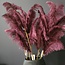 Light en Living Ornament 5 veren 129 cm FEATHER donker rood-paars