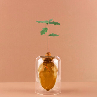 Balvi Seed grower Acorn vaas bruin