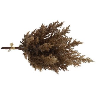 Countryfield Astilbe bruin 2