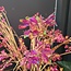 Countryfield Kunstbloem wild Hortensia M paars i-L138B43H85CM