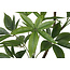 Countryfield Kunstplant in pot Pachira groen-L 25 x B 25 x H 190 CM