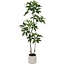 Countryfield Kunstplant in pot Pachira groen-L 25 x B 25 x H 190 CM
