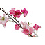 Countryfield Kunstplant Prunus M roze- L 50 x B 50 x H 185 CM