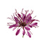 Countryfield Kunstbloem Lycoris paars - L 12 x B 8 x H 94 CM