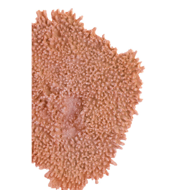 Light en Living Ornament op voet 37x31x61,5 cm CORAL koraal+antiek brons