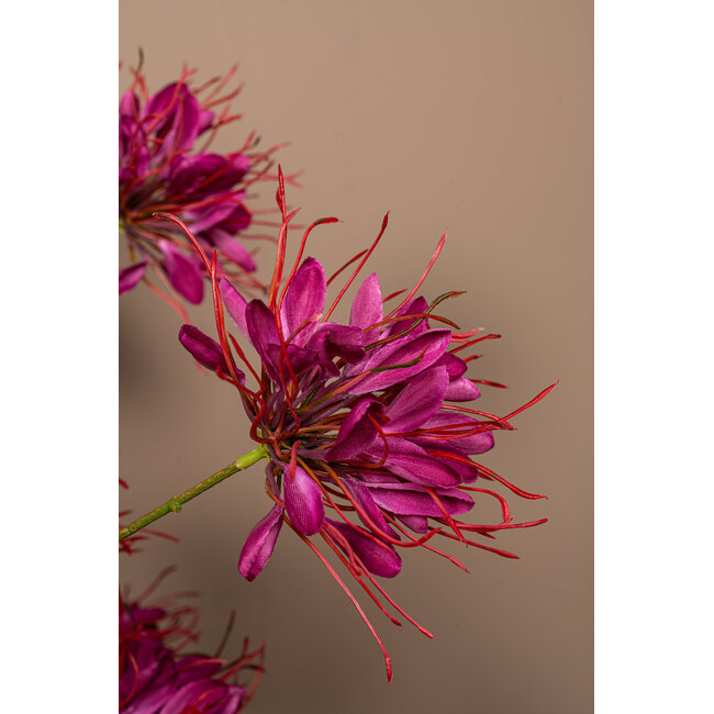 PTMD Kunsttak Burgundy Spider