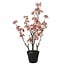 Countryfield Bloem in pot Prunus Kanzan M roze - 14 x 14 x 80 cm