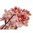Countryfield Bloem in pot Prunus Kanzan M roze - 14 x 14 x 80 cm