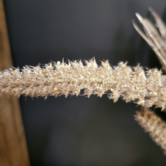 Countryfield Gras/Pluim Certaria bruin